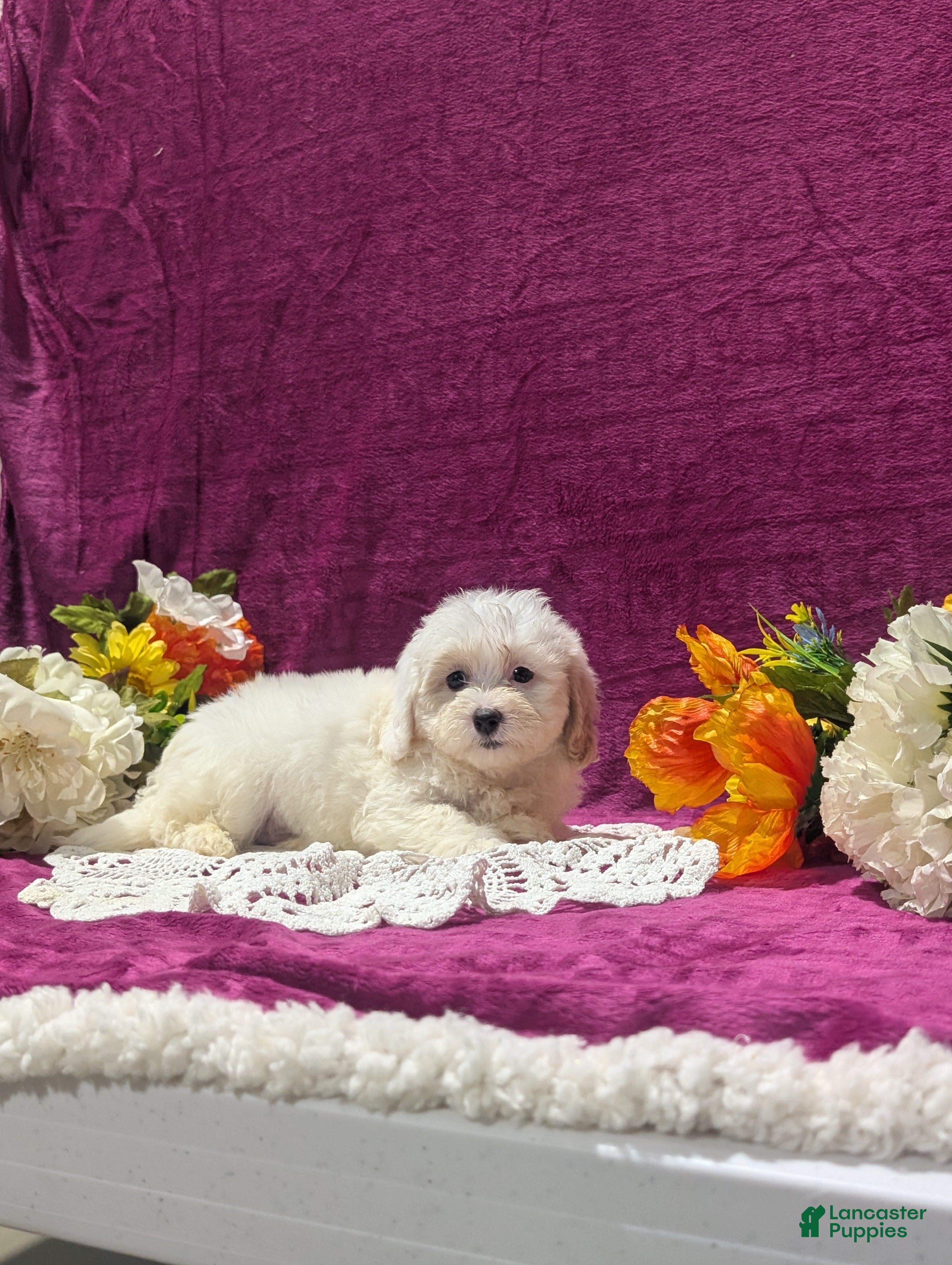 Maltipoo dogs Major - Ad 2