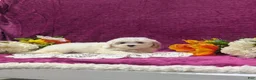 Maltipoo dogs for sale: Major - Ad 2