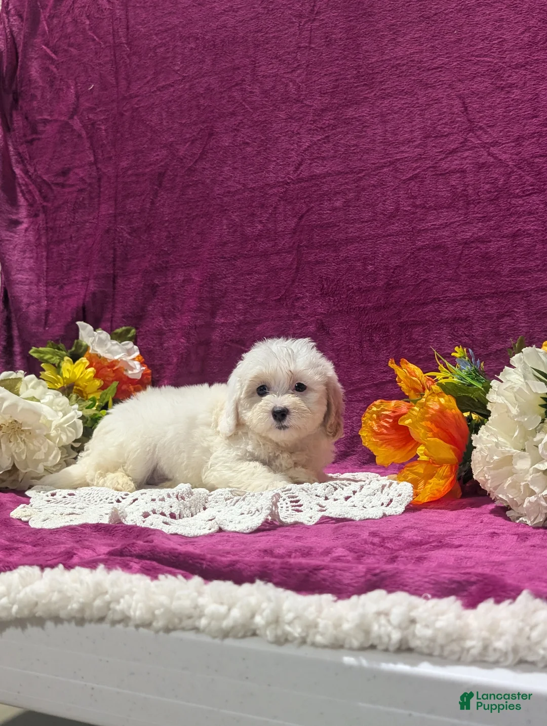 Maltipoo dogs for sale: Major - Ad 2