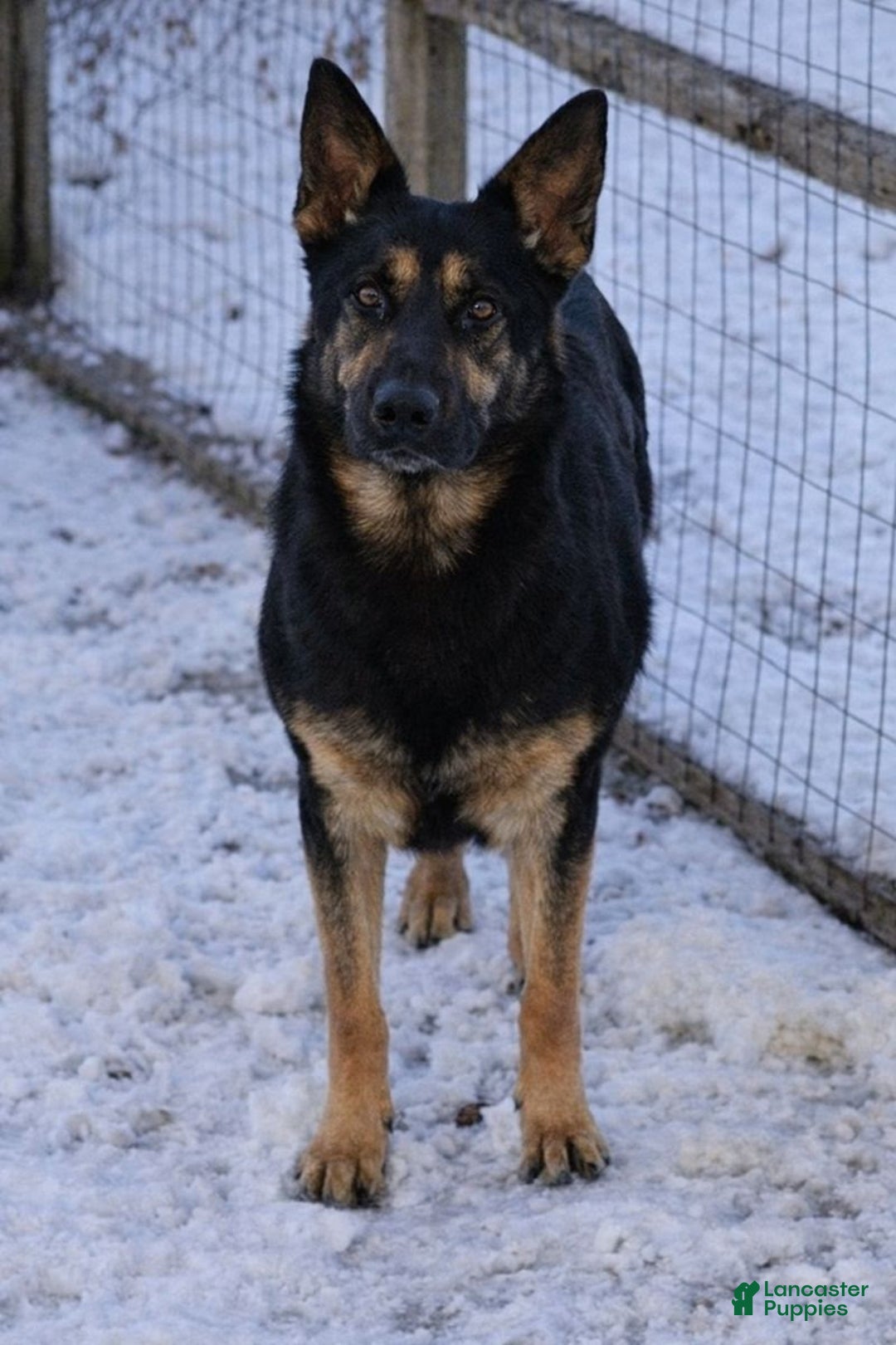 German Shepherd dogs for sale: German Shepherd Puppy 7 - Ad 2