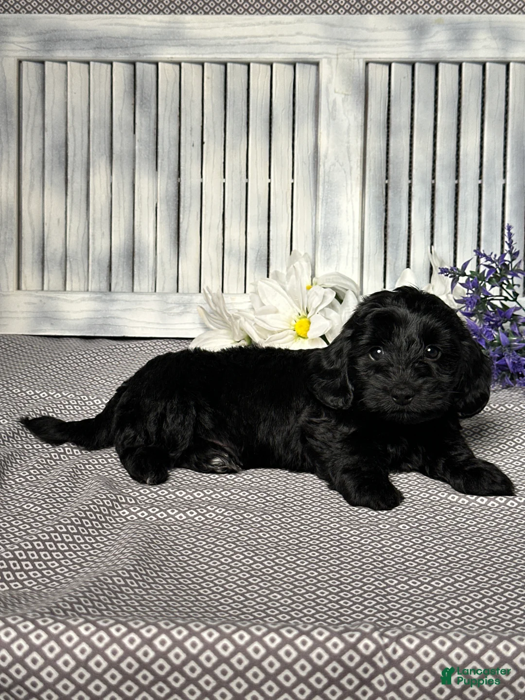 Mixed Breed dogs for sale: Jake - Ad 5