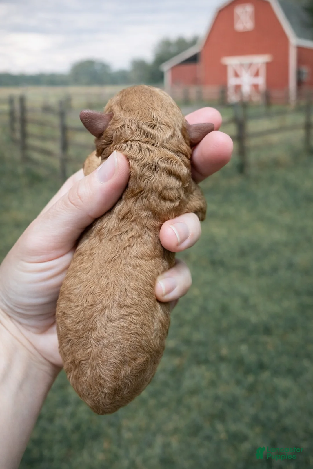 Cavapoo dogs for sale: Clementine - Ad 2