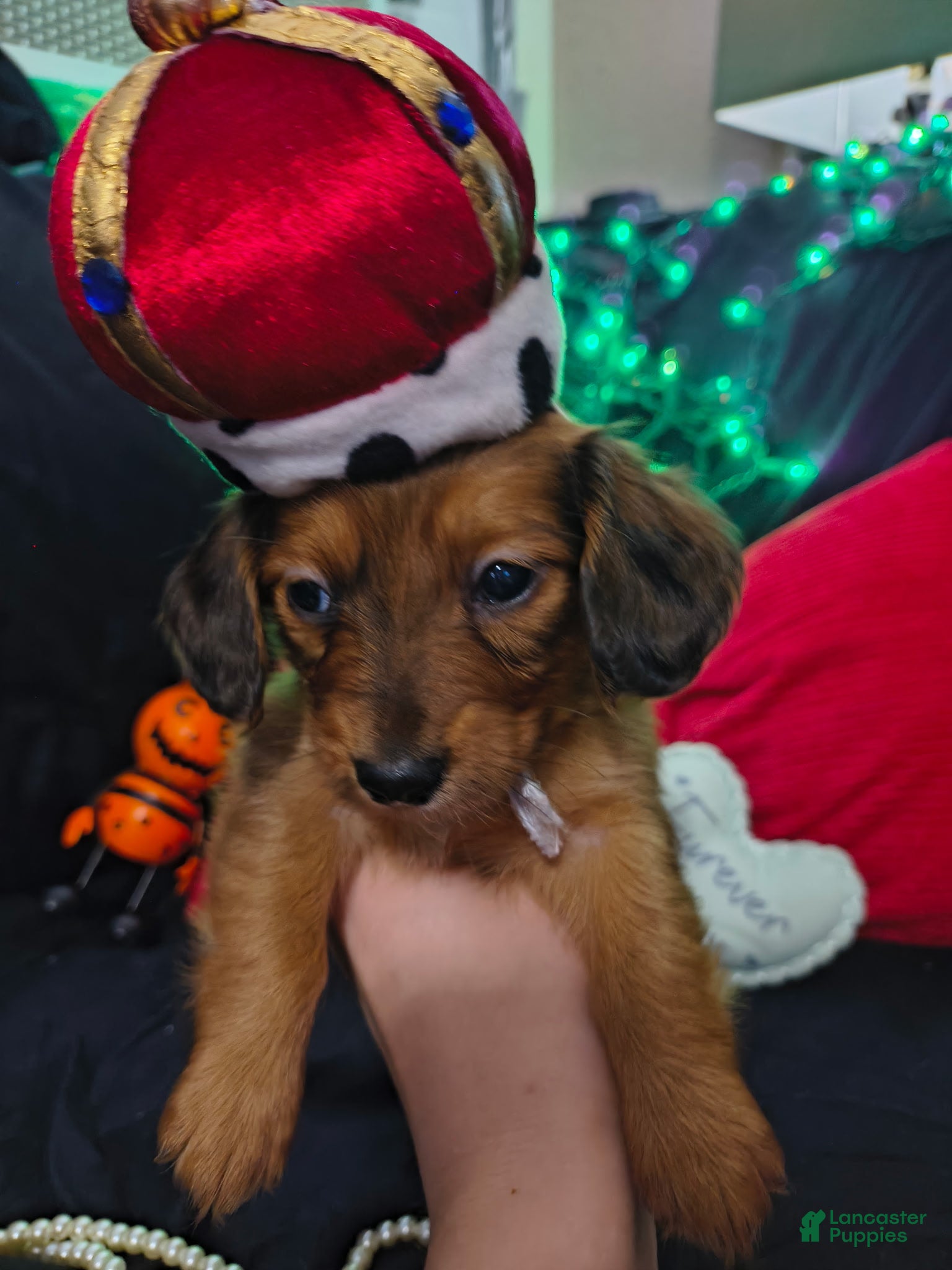 Miniature Dachshund dogs Miniature Dachshund 1 - Ad 1