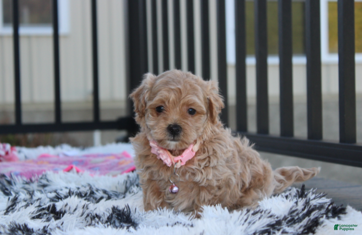 Maltipoo dogs for sale: Kaya - Ad 1