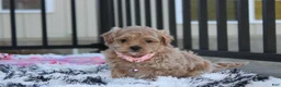 Maltipoo dogs for sale: Kaya - Ad 1