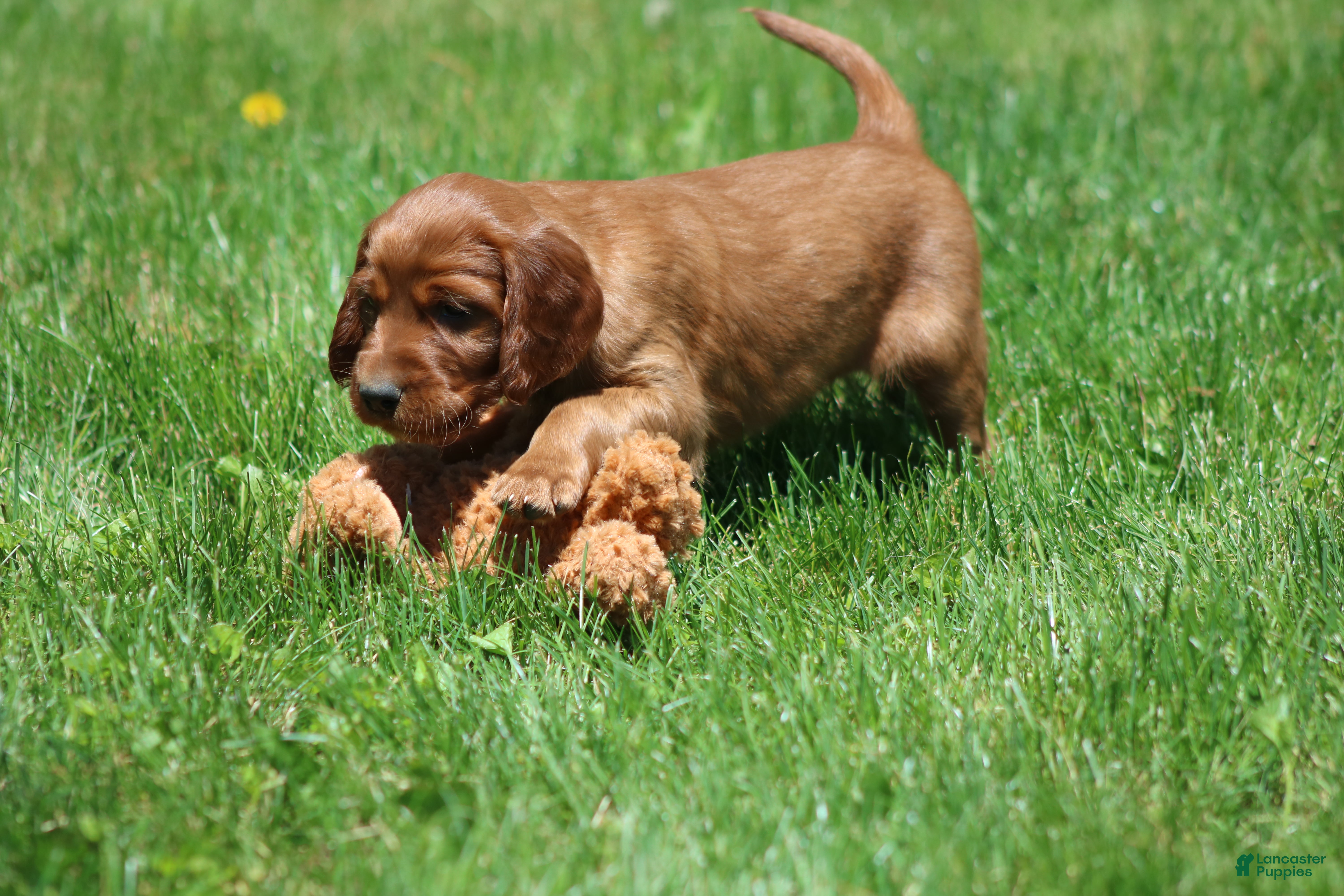 Irish Setter dogs for sale: Finley - Ad 4