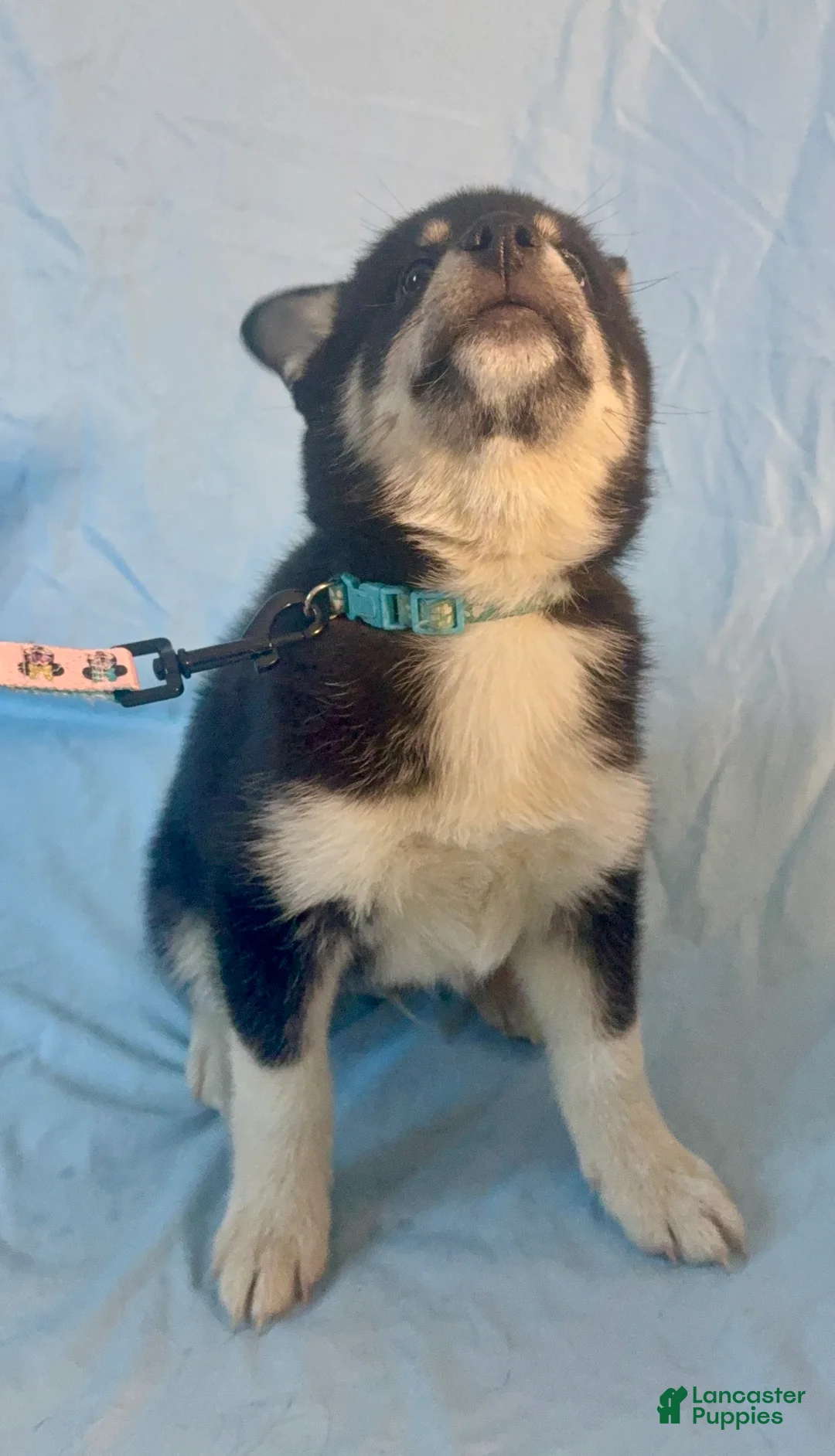 Mixed Breed dogs for sale: Maverick - Ad 6