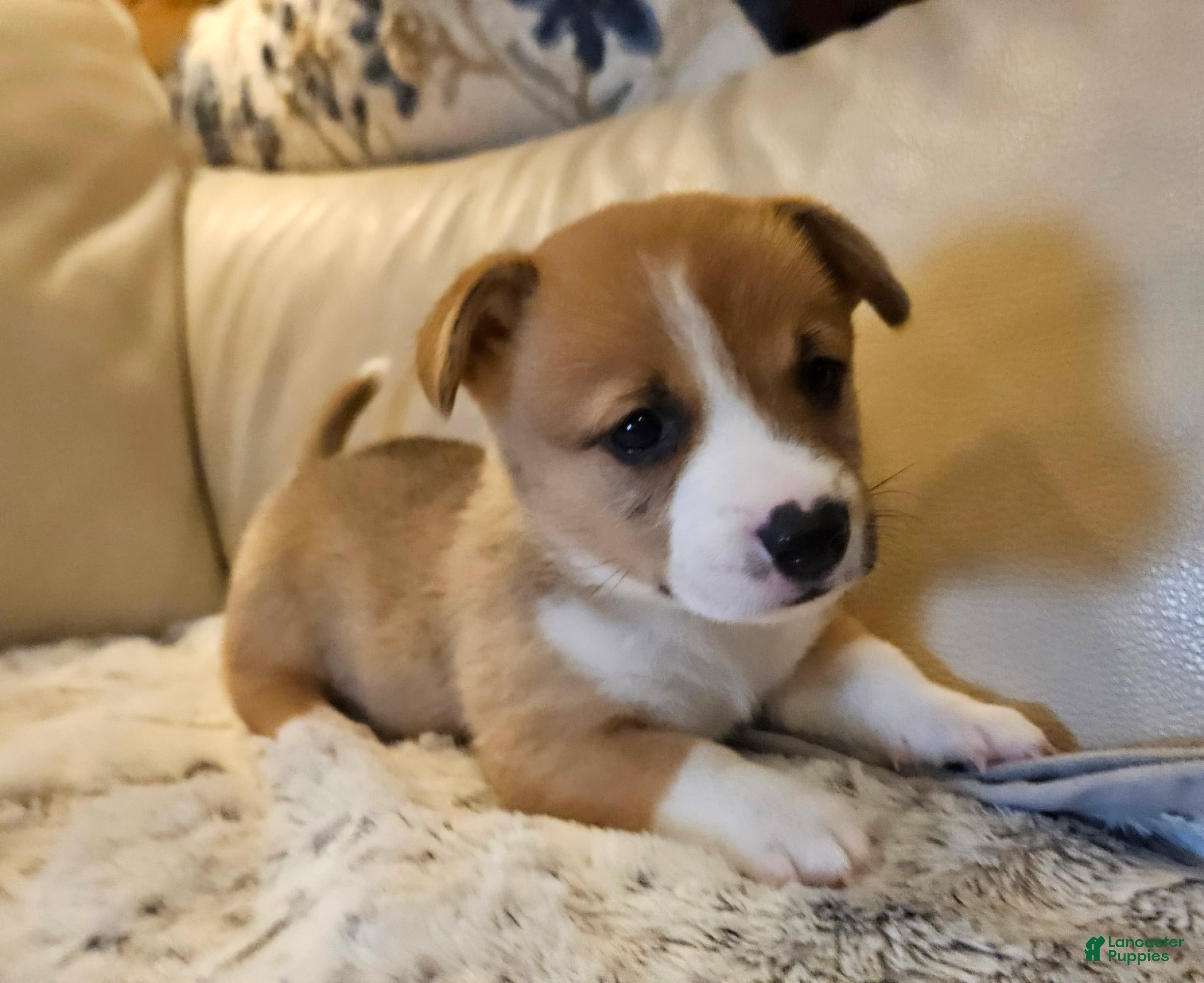 Mixed Breed dogs Apollo - Ad 1