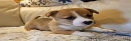Mixed Breed dogs for sale: Apollo - Ad 1