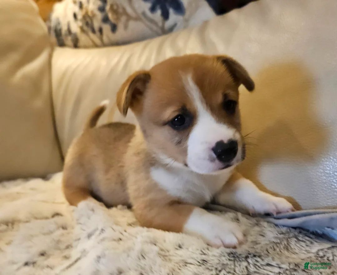Mixed Breed dogs for sale: Apollo - Ad 1