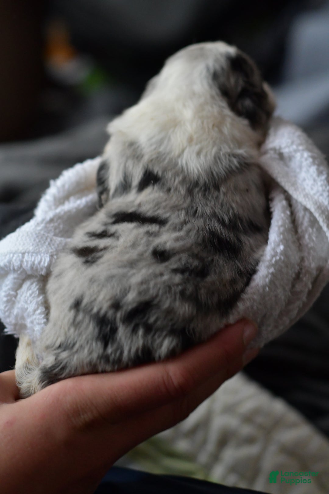 Mini Aussiedoodle dogs for sale: Cash - Ad 12