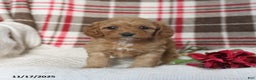 Cavapoo dogs for sale: Kathy - Ad 1