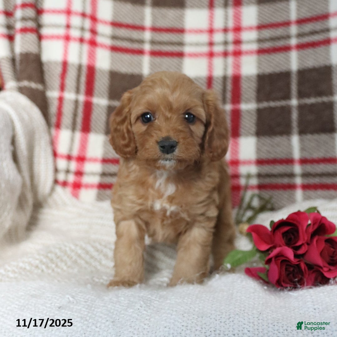 Cavapoo dogs for sale: Kathy - Ad 1