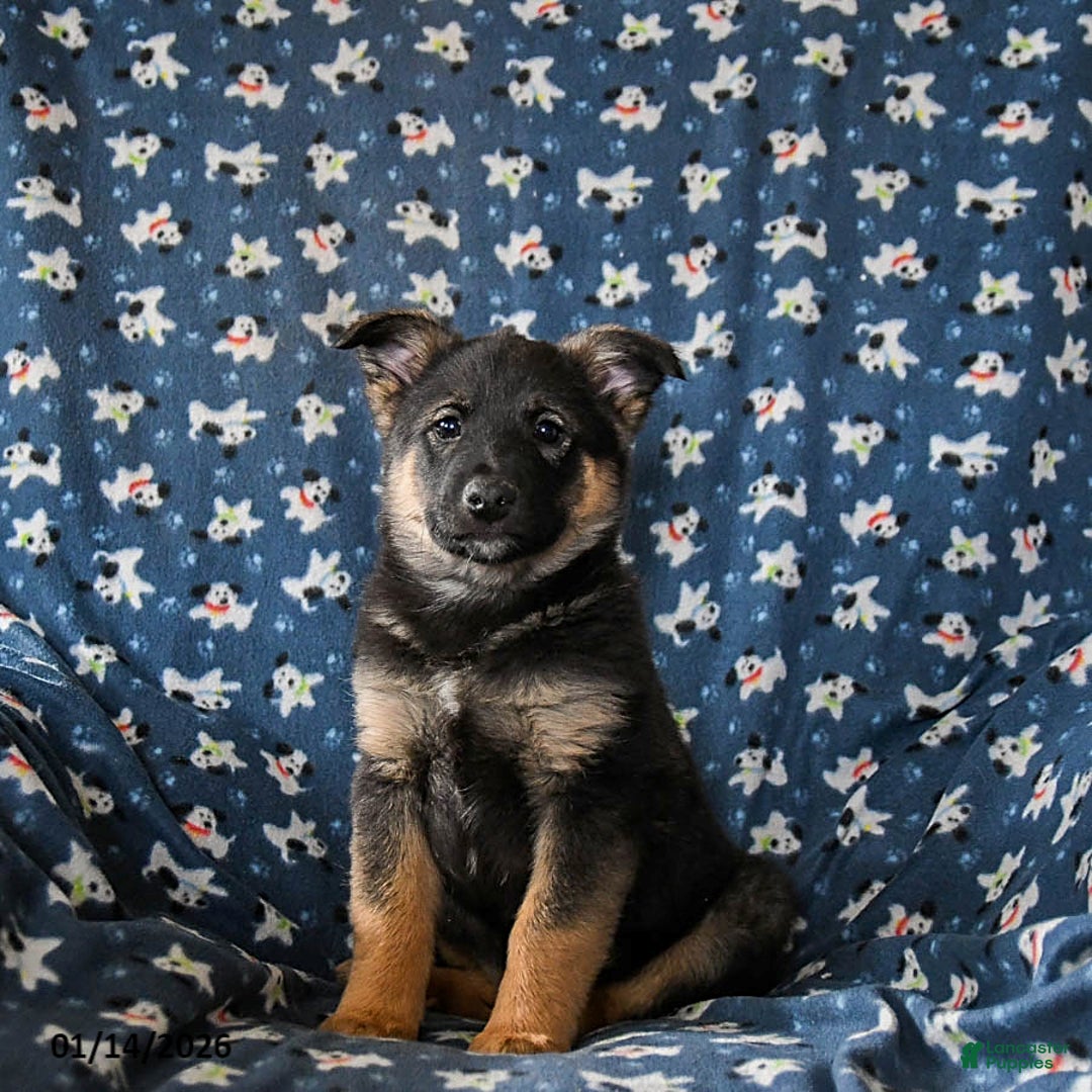 Mixed Breed dogs for sale: Roxie - Ad 1