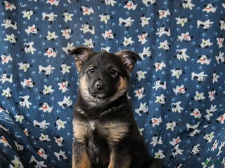 Mixed Breed dogs Roxie - Ad 5