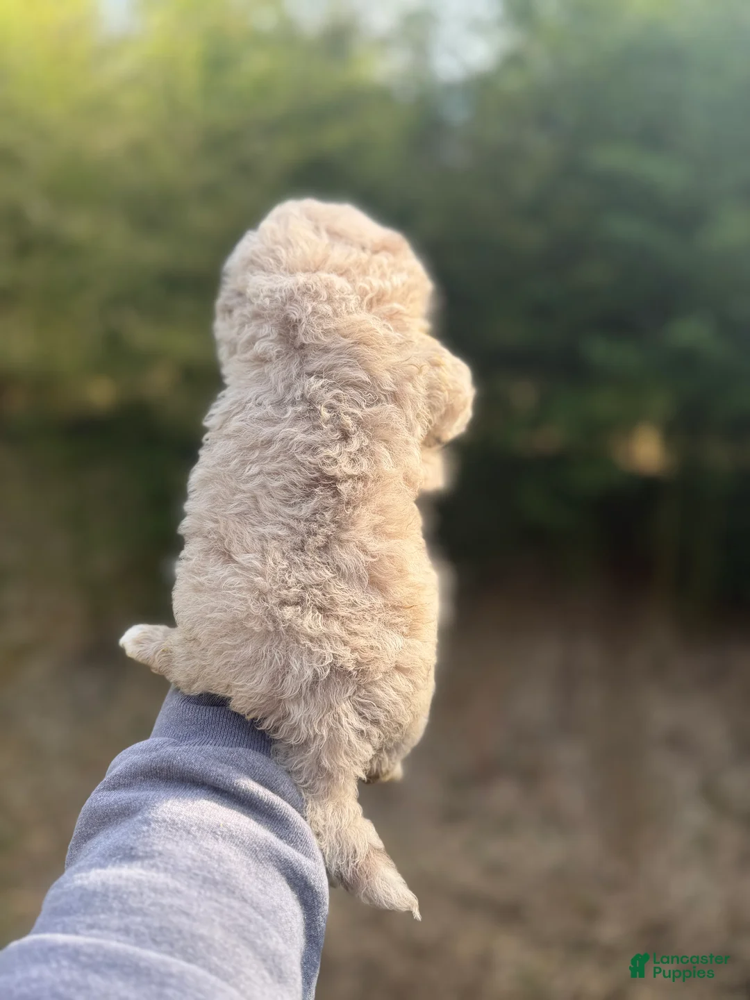 Pomapoo dogs for sale: Pomapoo Puppy 1 - Ad 4