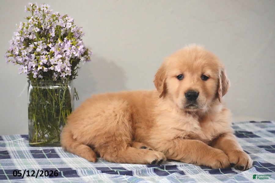 Golden Retriever dogs for sale: Delilah - Ad 3