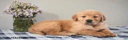Golden Retriever dogs for sale: Delilah - Ad 1