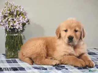 Golden Retriever dogs for sale: Delilah - Ad 3