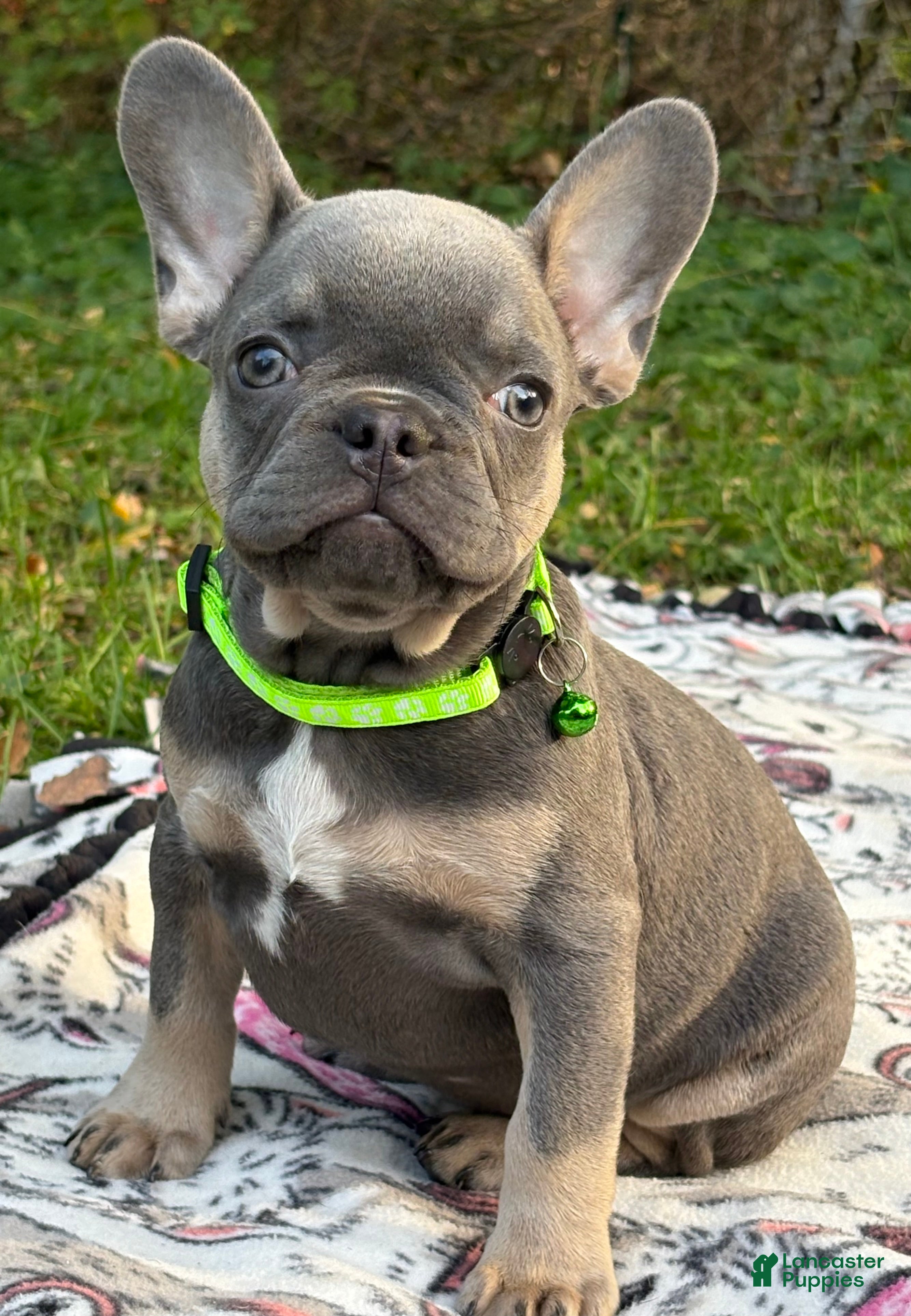 French Bulldog dogs for sale: PEE WEE - Ad 4