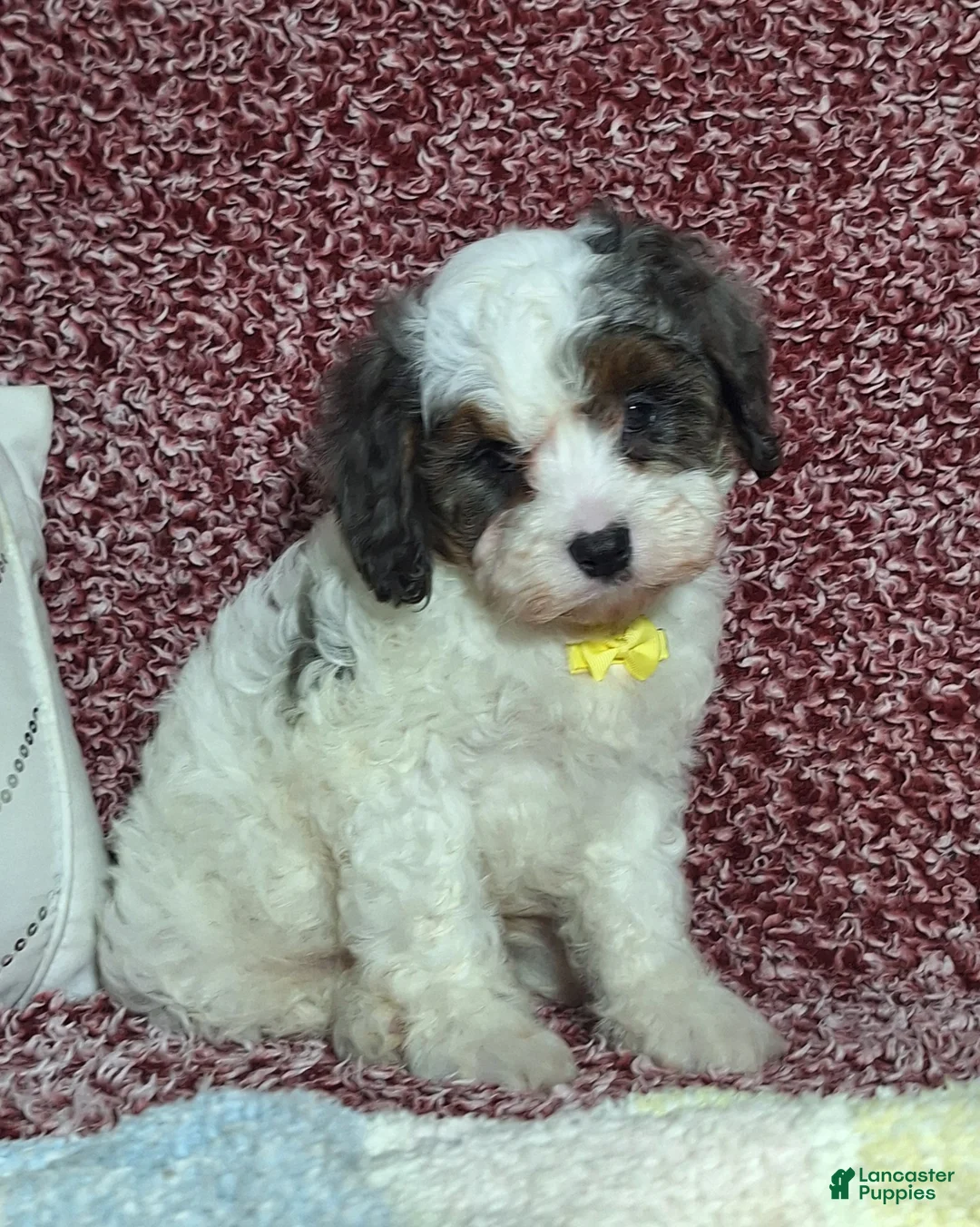 Cavapoo dogs for sale: Caleb - Ad 2