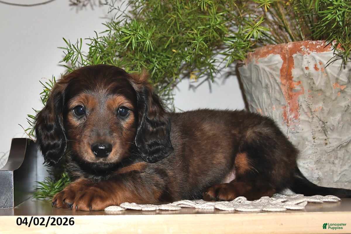 Miniature Dachshund dogs Spencer - Ad 1