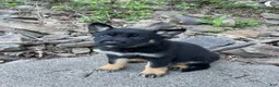 German Shepherd dogs for sale: Collar Tan  - Ad 12