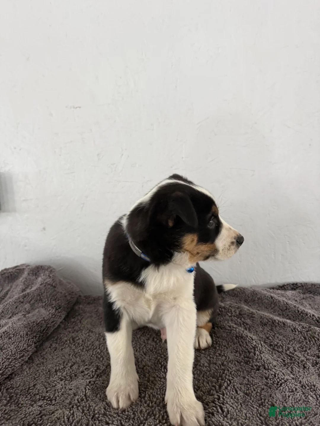 Mixed Breed dogs for sale: Buster - Ad 11