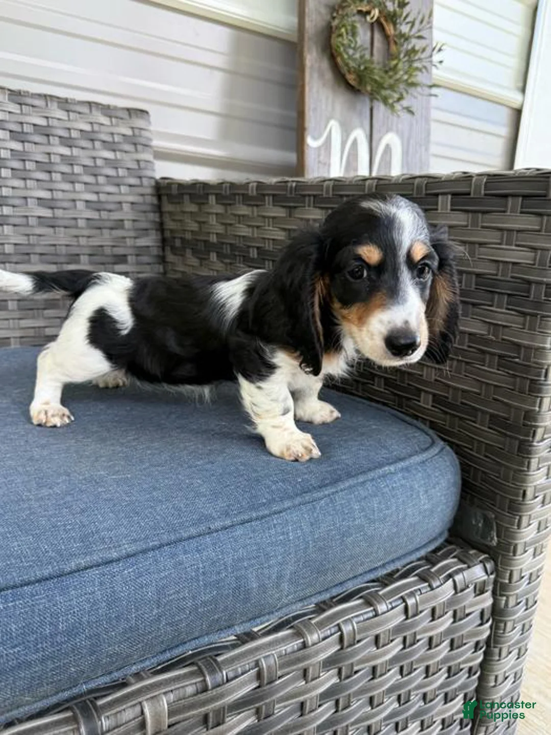 Dachshund dogs for sale: Betsy - Ad 2