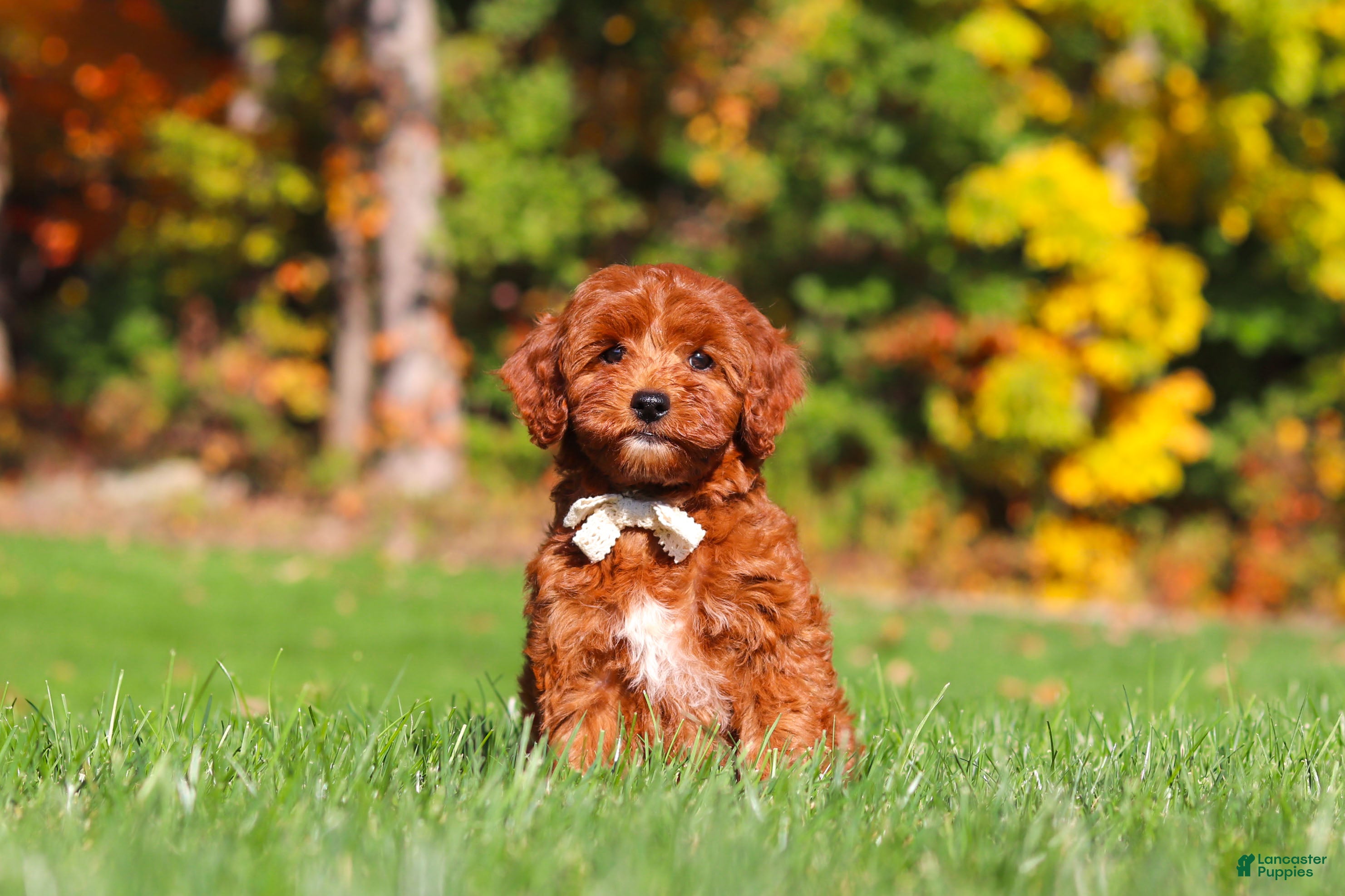 Cockapoo dogs Sienna - Ad 1