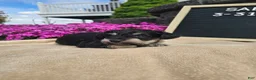 Miniature Schnauzer dogs for sale: Sabre - Ad 7