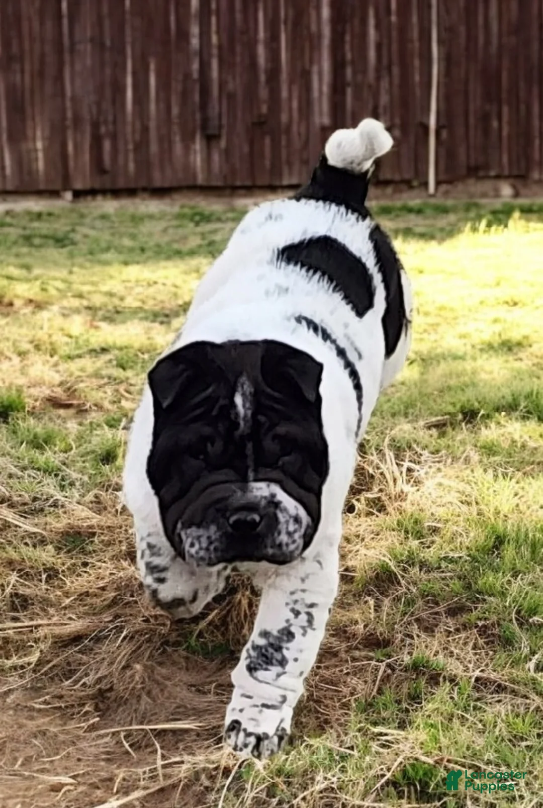 Shar Pei dogs for sale: Oreo black flower mini - Ad 13