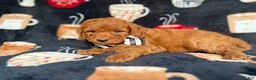 Cockapoo dogs for sale: Maverick - Ad 6