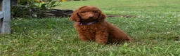 Standard Poodle dogs for sale: Eli moyen - Ad 1