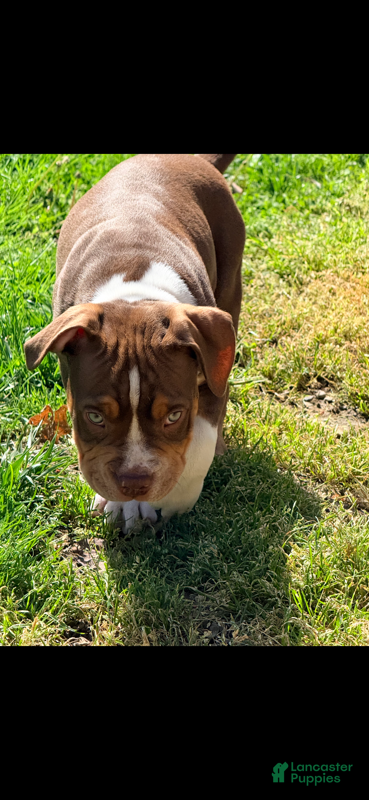 American Bully dogs Chief, pocket Bully Puppy 3 - Ad 2