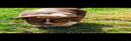American Bully dogs for sale: Chief, pocket Bully Puppy 3 - Ad 2