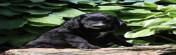 Irish Doodle dogs for sale: Baxter - Ad 1