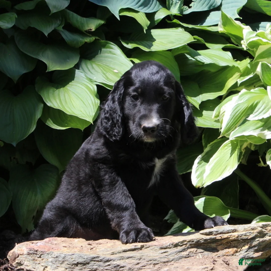 Irish Doodle dogs for sale: Baxter - Ad 1
