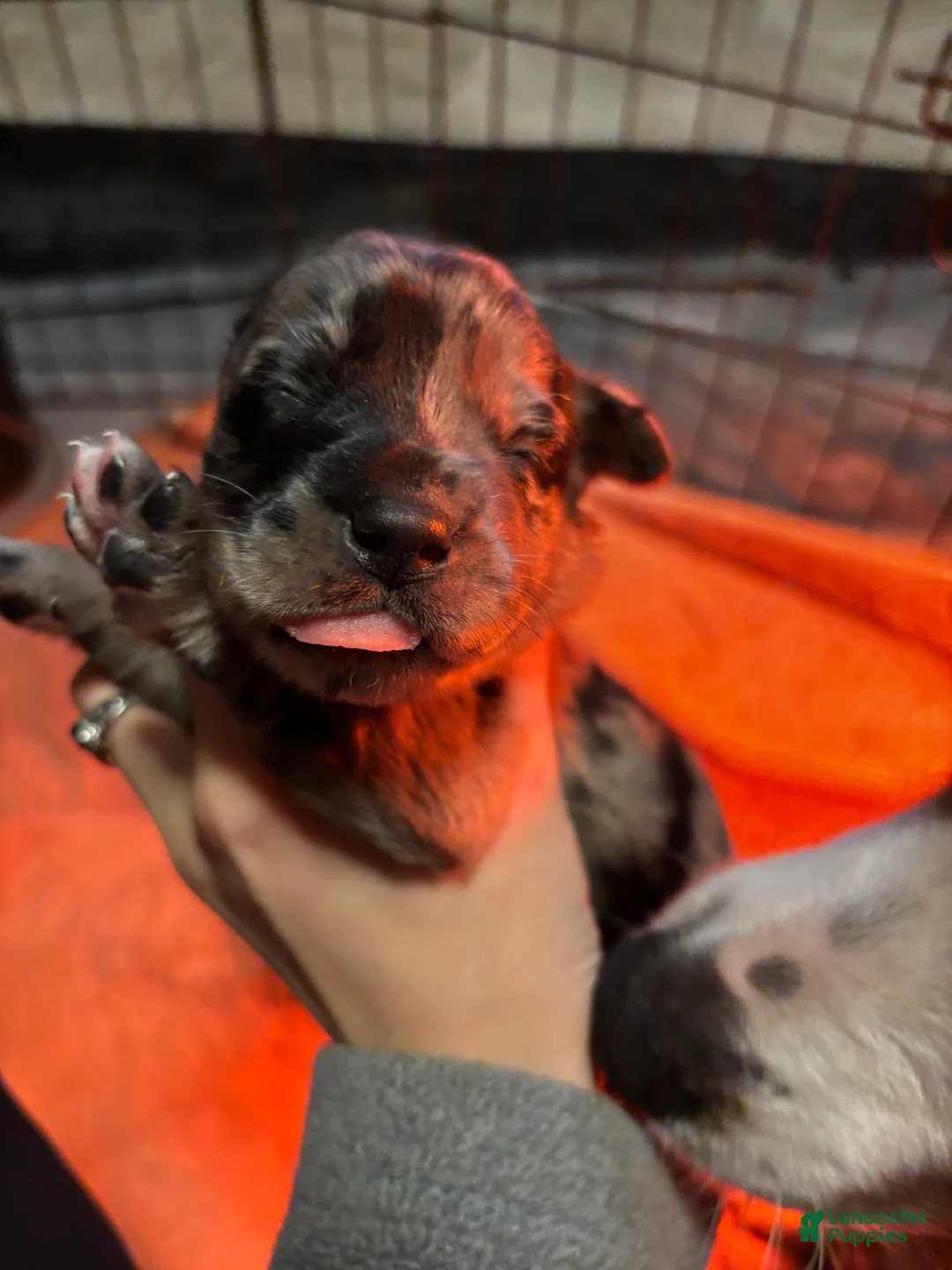 Mixed Breed dogs for sale: Mixed Breed Puppy 5 - Ad 4