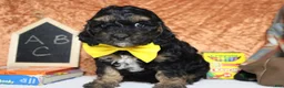 Cockapoo dogs for sale: Rocky  - Ad 2