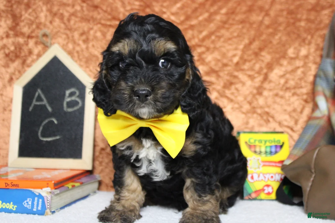 Cockapoo dogs for sale: Rocky  - Ad 2