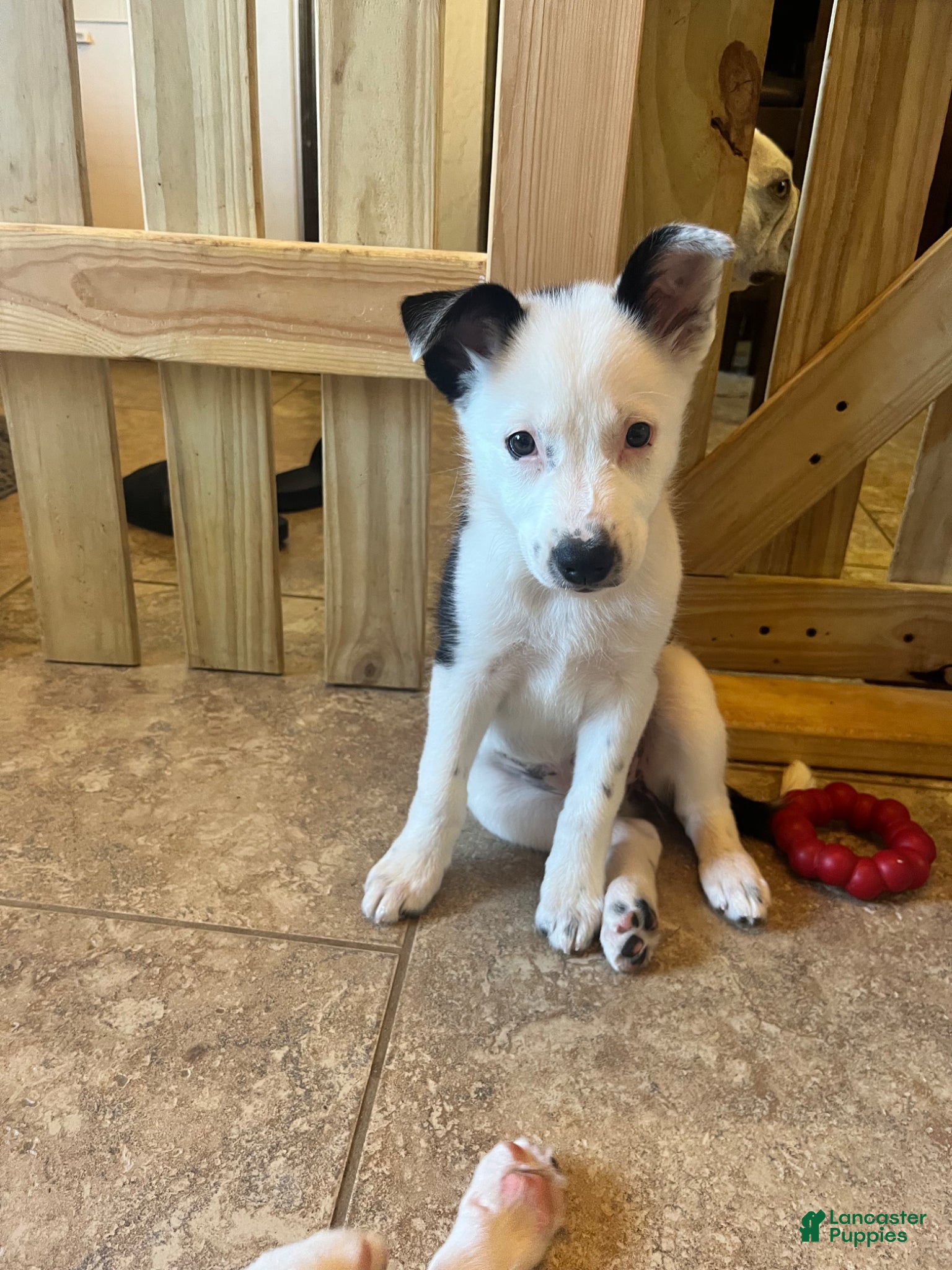 Mixed Breed dogs Marie - Ad 40