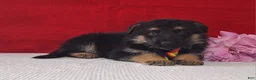 German Shepherd dogs for sale: Lincoln - Ad 1