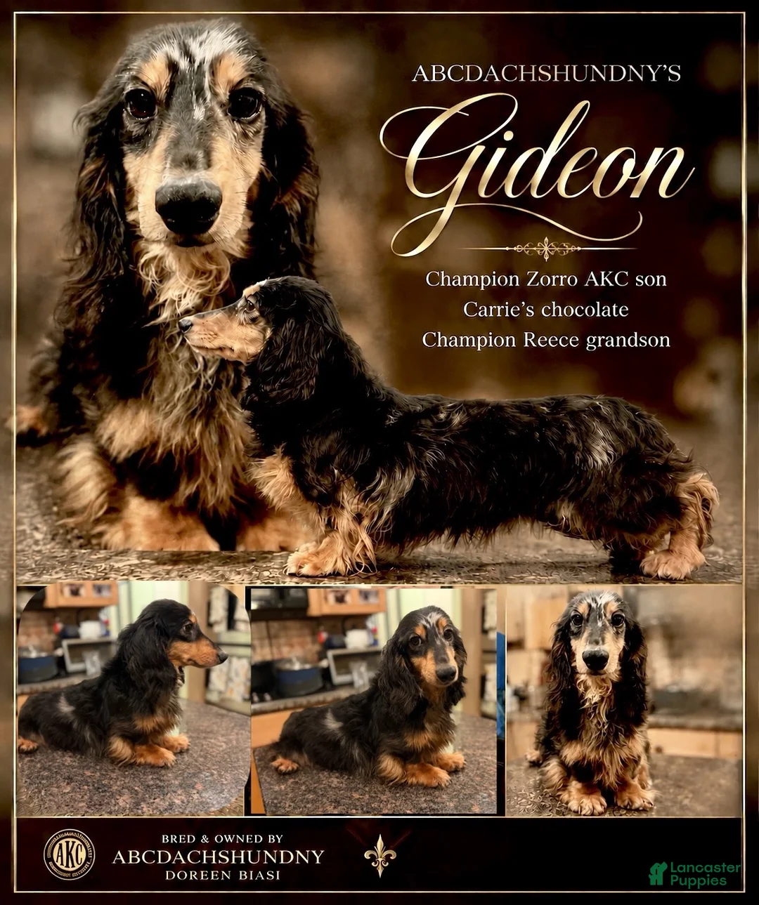 Miniature Dachshund dogs for sale: Champion sired Russian AKC boy - Ad 1