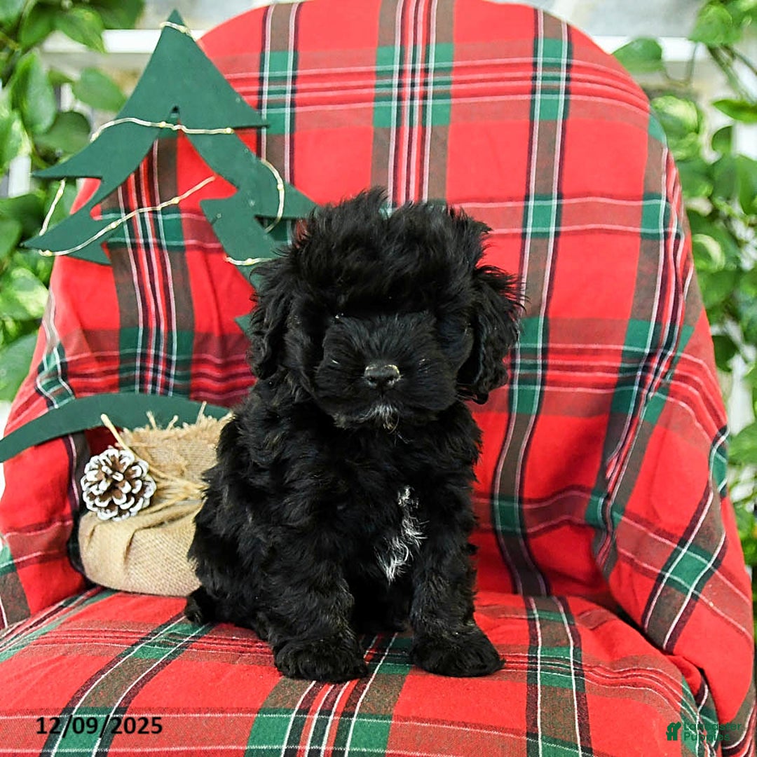 Cockapoo dogs for sale: Snuggles   - Ad 4