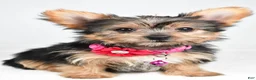 Yorkshire Terrier dogs for sale: Peggy - Ad 10
