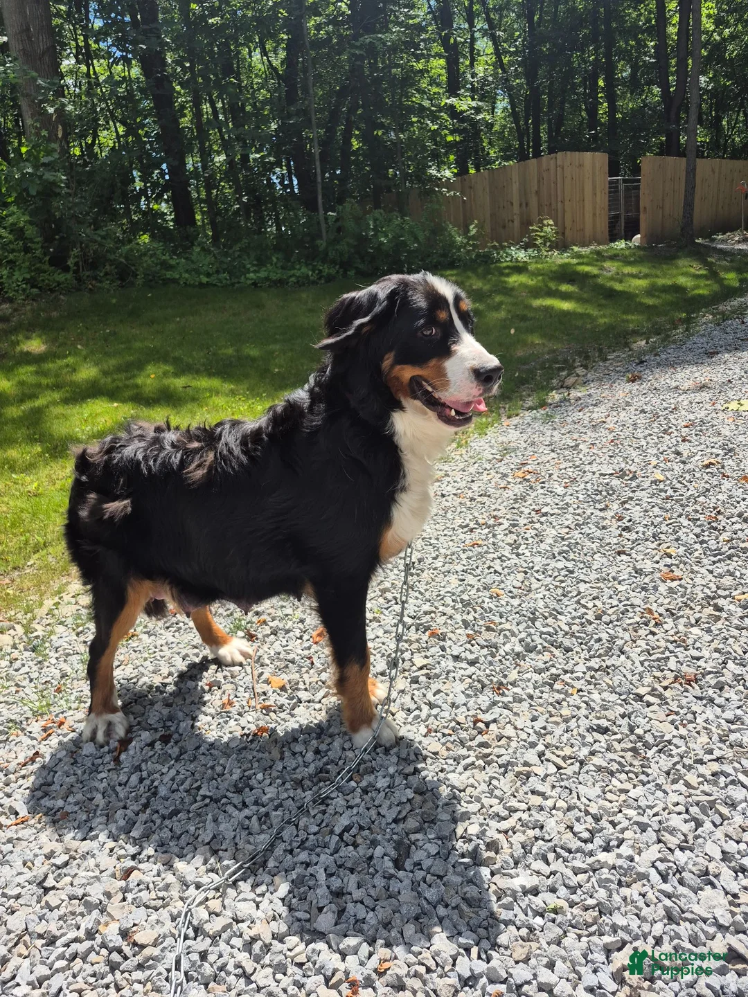 Bernedoodle dogs for sale: Ranger - Ad 7