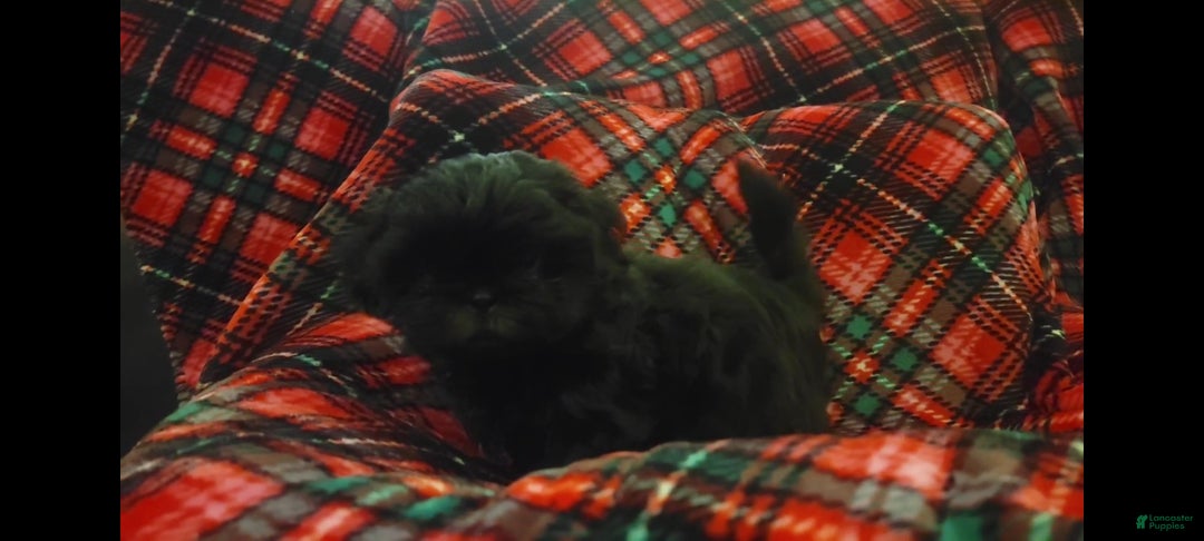 Shih Tzu dogs for sale: MAX, Shih Tzu, Male, 10 weeks, AKC Champion Blood Line - Ad 3