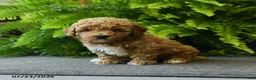 Miniature Poodle dogs for sale: Biscuit - Ad 3