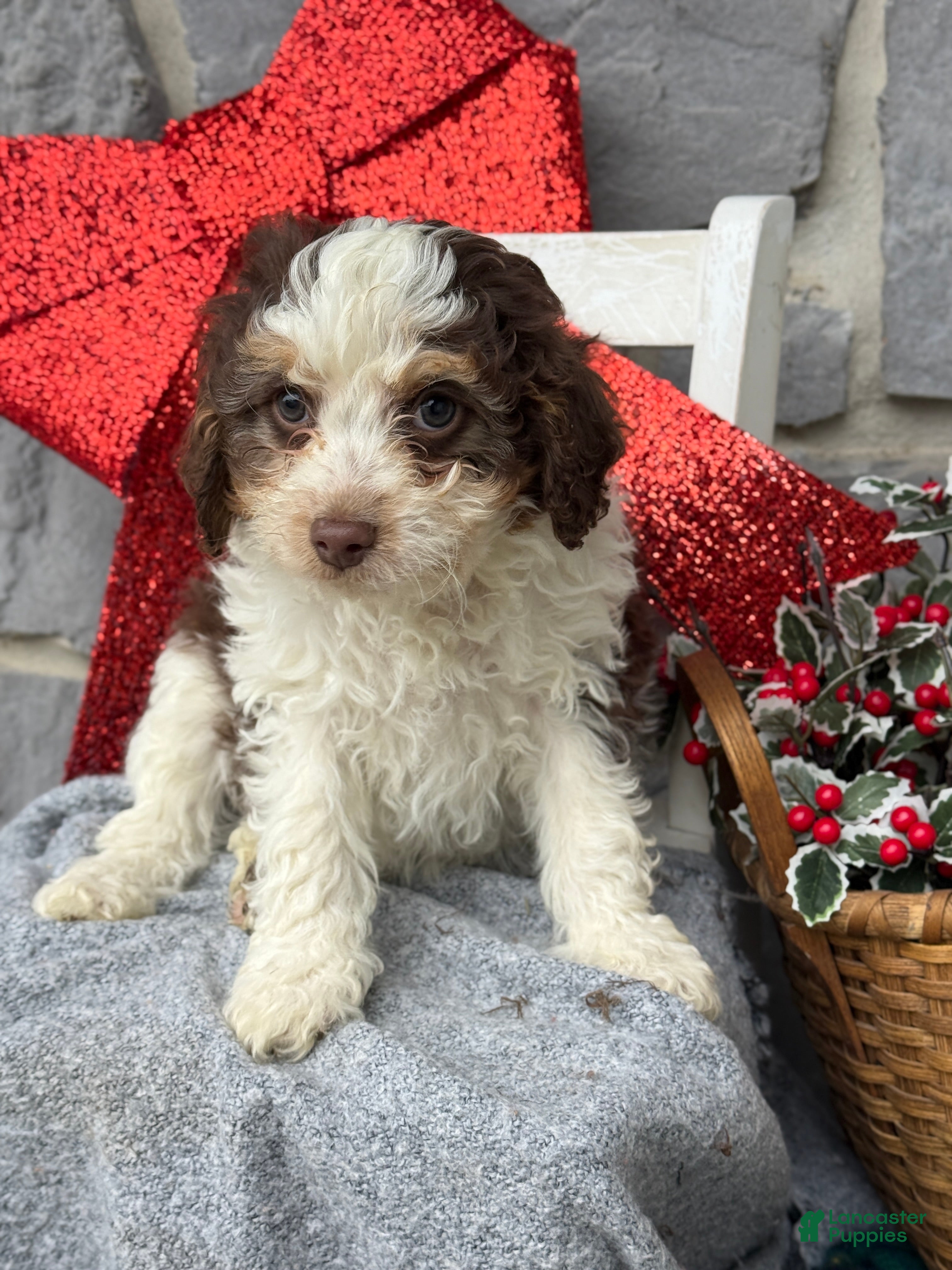Cavapoo dogs Arlo - Ad 13